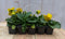 Grootbollige violen geel/rood 6 stuks