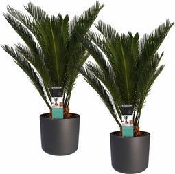 Decorum Duo Cycas Revoluta met Elho b.for antracite – ↨ 55cm – ⌀ 14cm