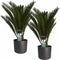 Decorum Duo Cycas Revoluta met Elho b.for antracite – ↨ 55cm – ⌀ 14cm