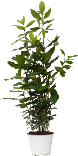 Plant in a Box - Laurier - Laurus nobilis - Hoogte 30-40cm - Pot 14cm - Struik - Groen