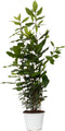 Plant in a Box - Laurier - Laurus nobilis - Hoogte 30-40cm - Pot 14cm - Struik - Groen