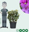 Rhododendron 'Azurro' | Rhododendron 'Azurro' | Bomenbezorgd.nl