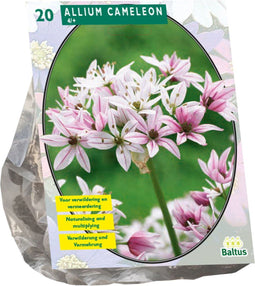 Baltus - Bollen Allium Cameleon 20 stuks