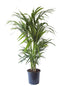 Kentia Palm ↨ 125cm - hoge kwaliteit planten