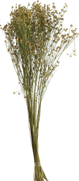 J-Line droogbloemen - Bundel Vlasbloem - gedroogd vlas - geel