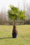 Mexicaanse Waaierpalm Wasthingtonia Robusta - 60-70 cm Stamhoogte