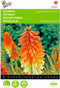 2 stuks - Buzzy - Kniphofia tritoma Royal Castle Hybr.