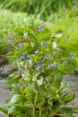 Veronica beccabunga P9