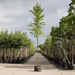 Ruwe iep | Ulmus glabra 6-10 cm | Bomenbezorgd.nl