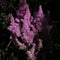 Plant in a Box - Astilbe - Mix van 6 - Pluimspirea - Wortelstokken - Robuuste bloeiende plant