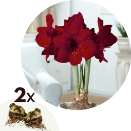 Plant in a Box - Amaryllis - Set van 2 - Hippeastrum - Bloembollen - Donkerrode bloemen