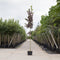 Decoratief Beeld - Vogelkers Canada Prunus Vir. Canada - Aluminium - Warentuin Natuurlijk - Red