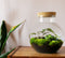 Growing Concepts DIY Duurzaam Ecosysteem Bol - H30xØ18cm