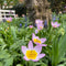 Plant in a Box - Tulipa bakeri Lilac Wonder - Tulpenbollen x100 - Bloembollen - Vroege bloeiers voor in de tuin - Hollandse pracht