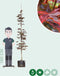 Rode Noorse esdoorn laagstam | Acer pl. 'Crimson Centry' | Bomenbezorgd.nl