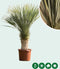 Gewone palmlelie Yucca rostrata h 145 cm st. h 65 cm