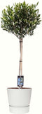 Olijf op stam in ELHO outdoor sierpot Greenville Rond (wit) ↨ 90cm - hoge kwaliteit planten