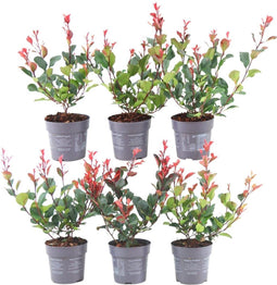 1 Meter Haag - Set van 6 Photinia fraseri 'Little Red Robin' - 25 cm hoog