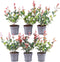 1 Meter Haag - Set van 6 Photinia fraseri 'Little Red Robin' - 25 cm hoog