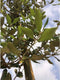Steeneik Quercus ilex h 275 cm st. omtrek 7 cm st. h 170 cm