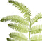 PTMD Fern Plant Varen Kunstblad - 85 x 25 x 140 cm - Groen