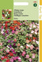 2 stuks - Hortitops - Impatiens Walleriana Baby Gemengd