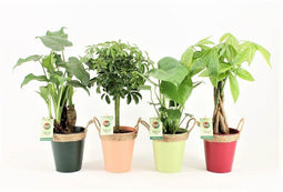 Jungle Mix in Zink met Touw