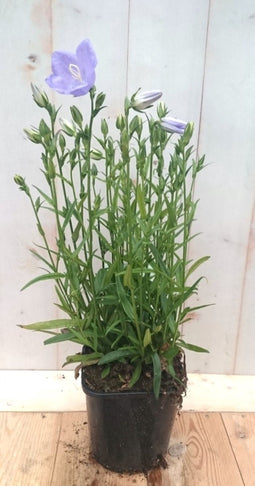 Campanula staand blauw