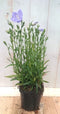 Campanula staand blauw