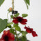 Plant in a Box - Thunbergia alata 'Arizona Rood' - Set van 3 - Rode Bloeiende klimplanten - Pot 9cm - Hoogte 25-40cm