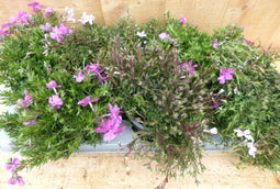 kruipphlox vlambloem 6 potjes per tray kleur mix