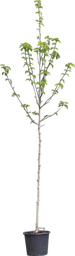 Bomenbezorgd.nl - Boom - Magnolia - Totaalhoogte 200-250 cm (6-8 cm stamomtrek) - ''Heaven Scent''