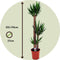 Plant in a Box - Yucca Elephantipes - Stevige kamerpalm - Gemakkelijke kamerplant - Pot 27cm - Hoogte 150-170cm