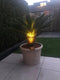 Vredespalm XXL Cyca revoluta h 100 cm st. h 35 cm