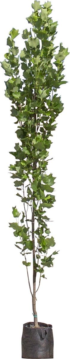Zuil tulpenboom | Liriodendron tulipifera 'Fastigiatum' | Bomenbezorgd.nl