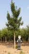 Gewone esdoorn | Acer pseudoplatanus 20-25 cm | Bomenbezorgd.nl