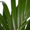 Decorum Kentia Palm - Elho brussels soap - Gerrit Stolze - Pot-plant combinaties- Hoogte 120 cm