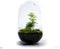 Growing Concepts DIY Duurzaam Ecosysteem Egg Large - Planten - Asparagus - H30xØ18cm