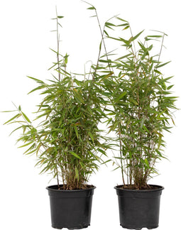 Plant in a Box - Fargesia nitida 'Red Dragon' - Set van 2 - Niet woekerende bamboe met rode stelen - Winterhard en groenblijvend - Pot 17cm - Hoogte 60-80cm