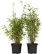 Plant in a Box - Fargesia nitida 'Red Dragon' - Set van 2 - Niet woekerende bamboe met rode stelen - Winterhard en groenblijvend - Pot 17cm - Hoogte 60-80cm
