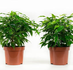 Kamerplant van OnlyPlants - 2x Green kinky - ↕ 28 cm - Ficus benjamina
