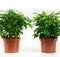 Kamerplant van OnlyPlants - 2x Green kinky - ↕ 28 cm - Ficus benjamina