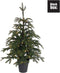 Black Box Treeskerstboom Led Frasier H100D76 Groen 72L Tips 475