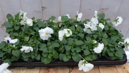 Grootbollige violen wit 18 stuks