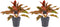 Decorum Duo 2 x Aglaonema Crete met Anna grey – ↨ 25cm – ⌀ 12cm