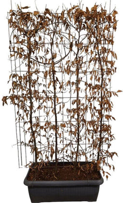 Hedge to Go - Carpinus betulus Haag