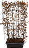 Hedge to Go - Carpinus betulus Haag