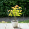 Plant in a Box - Japanse esdoorn - Acer palmatum 'Orange Dream' - Hoogte 25-40cm - Potmaat 10,5cm - boom - groen - oranje