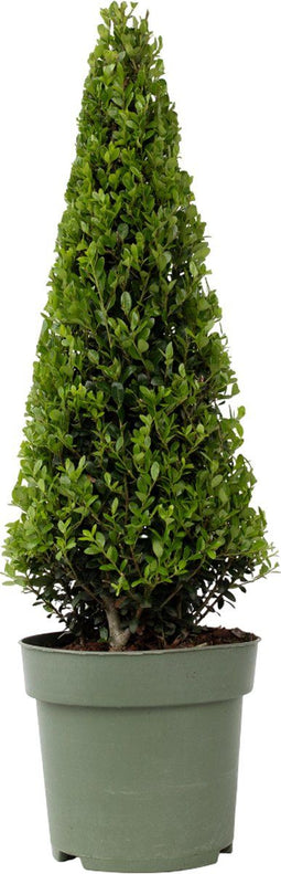 Plant in a Box - Ilex crenata 'Japanse Hulst' Piramide - Buxusvervanger - Tuinplant - ⌀21cm - Hoogte 55–65cm