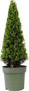 Plant in a Box - Ilex crenata 'Japanse Hulst' Piramide - Buxusvervanger - Tuinplant - ⌀21cm - Hoogte 55–65cm